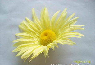 仿真花、假花、手工花與鞋花市場(chǎng)概覽 價(jià)格、廠家與圖片解析