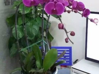 天津花卉綠植 從觀賞到生活，一站式生態(tài)服務(wù)體驗(yàn)